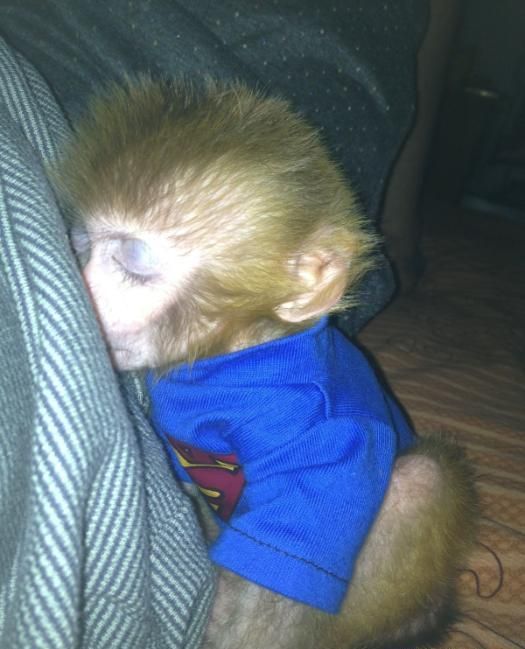 pet monkey