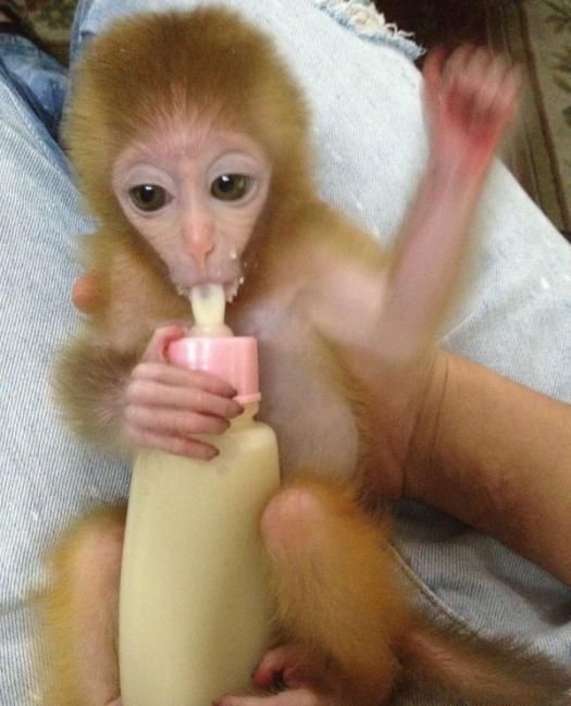 pet monkey