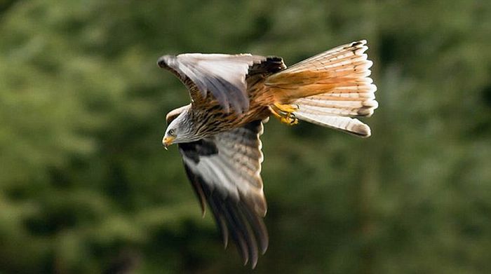 kite hunting a goose