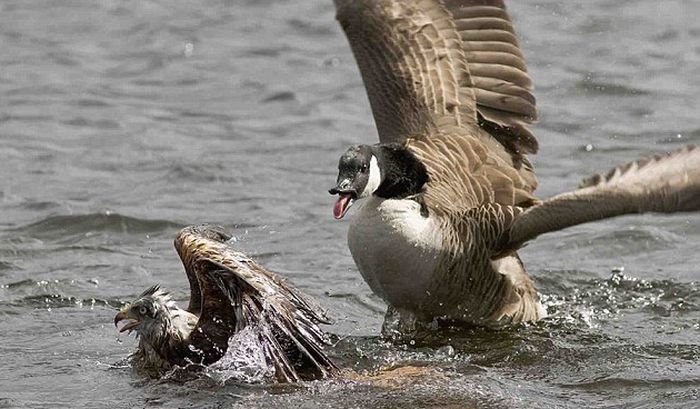 kite hunting a goose