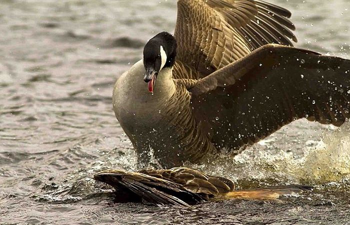 kite hunting a goose