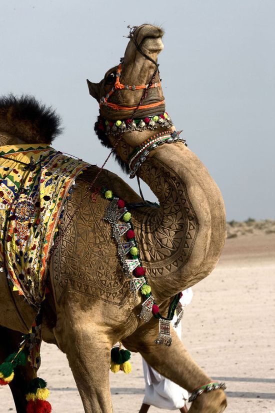 camel hair art