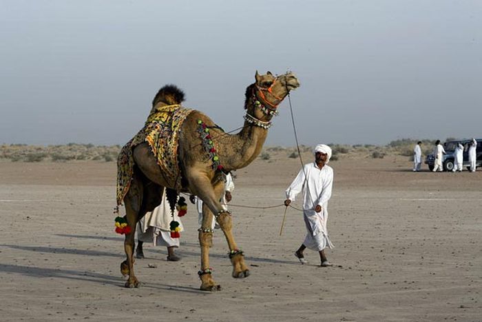 camel hair art