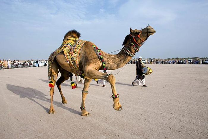 camel hair art