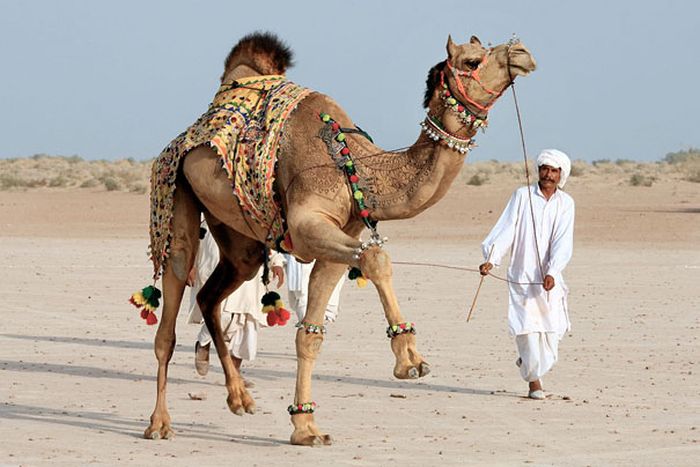 camel hair art