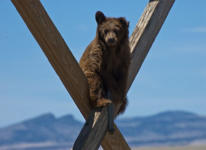 extreme climbing bear