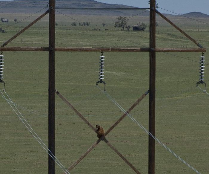 extreme climbing bear