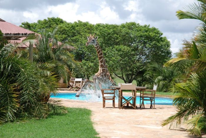 giraffe in a swimming pool