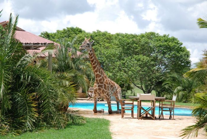 giraffe in a swimming pool