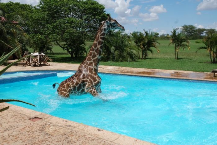 giraffe in a swimming pool