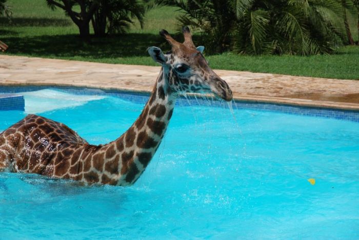 giraffe in a swimming pool