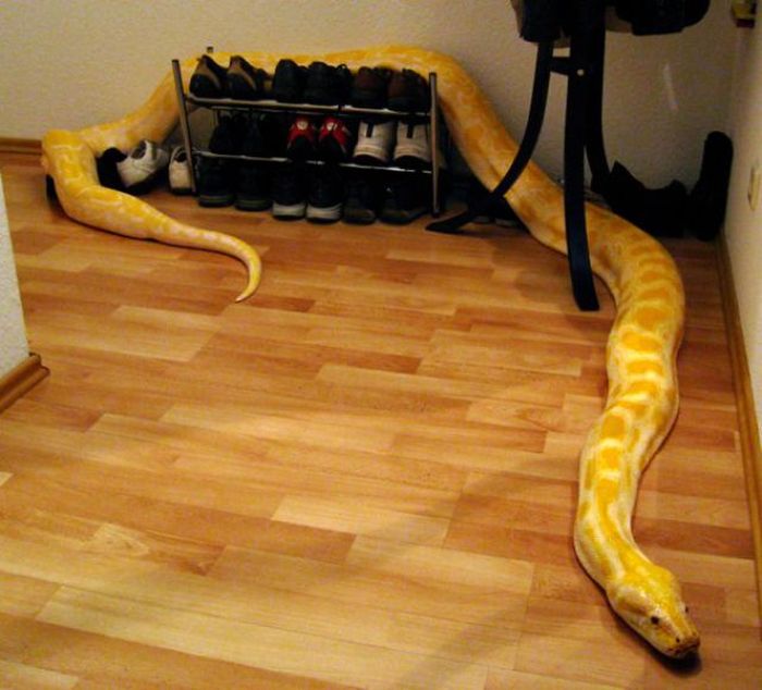 julius, python snake family pet