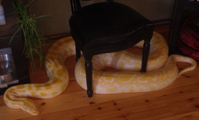 julius, python snake family pet