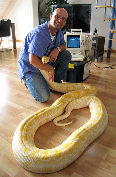 julius, python snake family pet