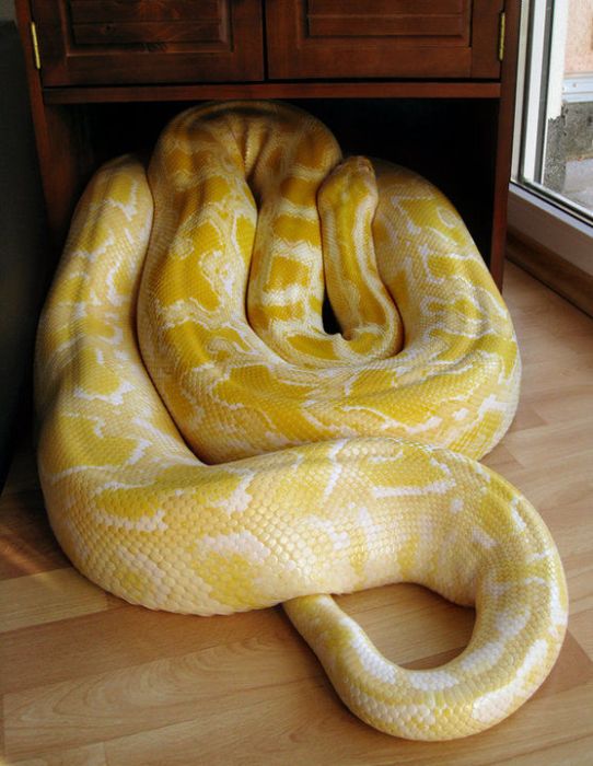 julius, python snake family pet