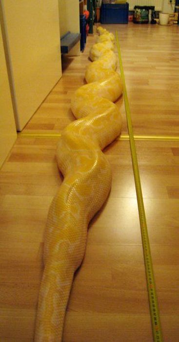 julius, python snake family pet