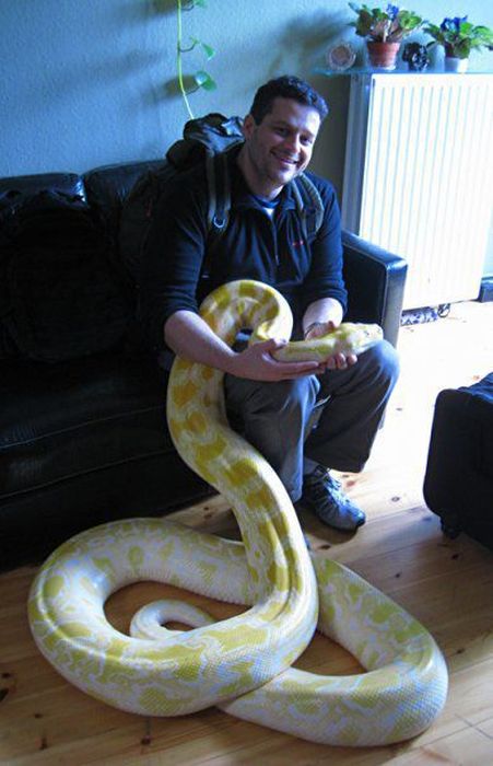 julius, python snake family pet