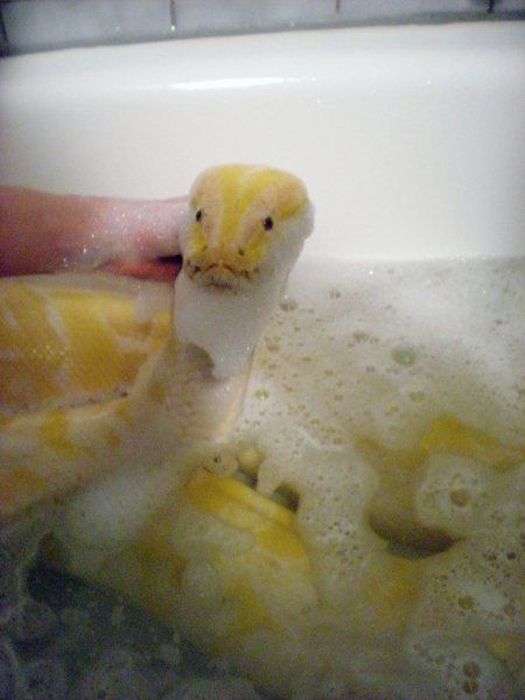 julius, python snake family pet