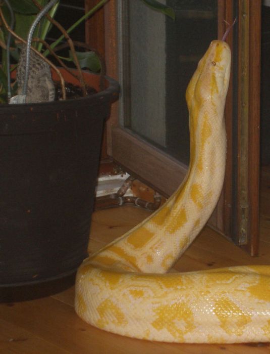 julius, python snake family pet