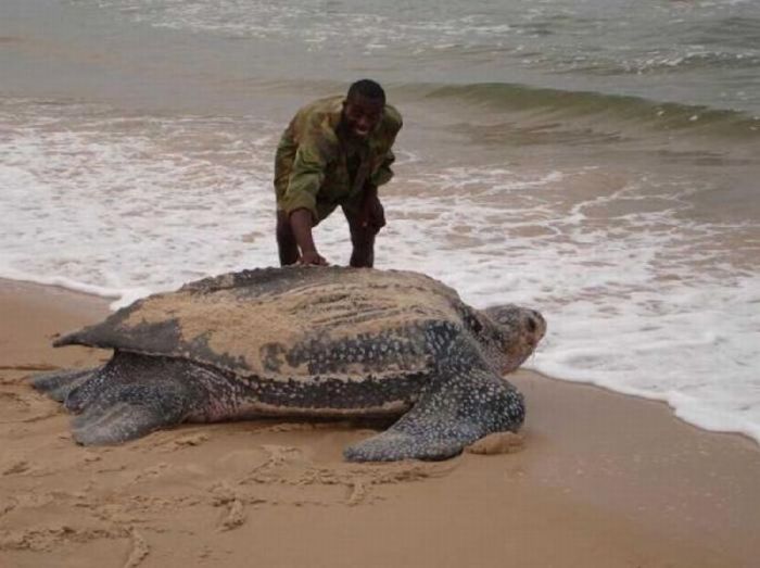 leatherback sea turtle