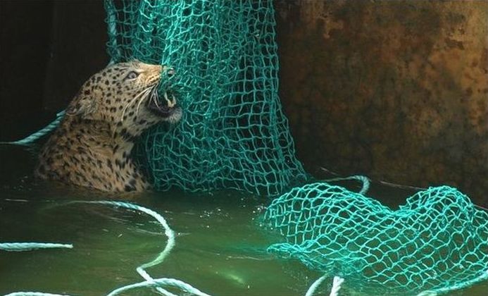 leopard rescued by the net