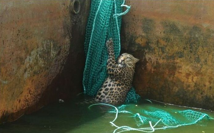 leopard rescued by the net