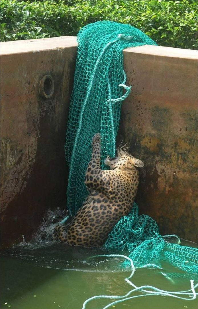 leopard rescued by the net