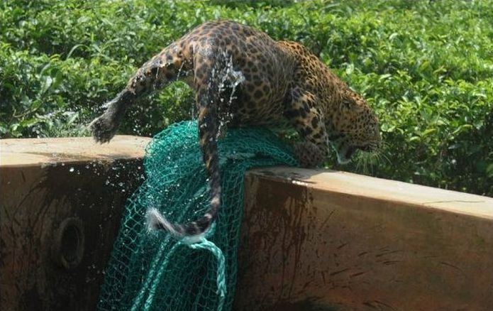 leopard rescued by the net