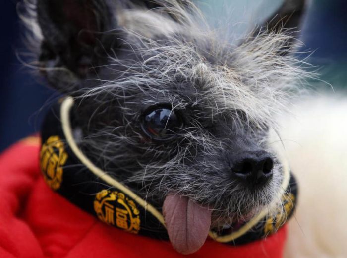 World's Ugliest Dog Contest 2012, Petaluma, California, United States