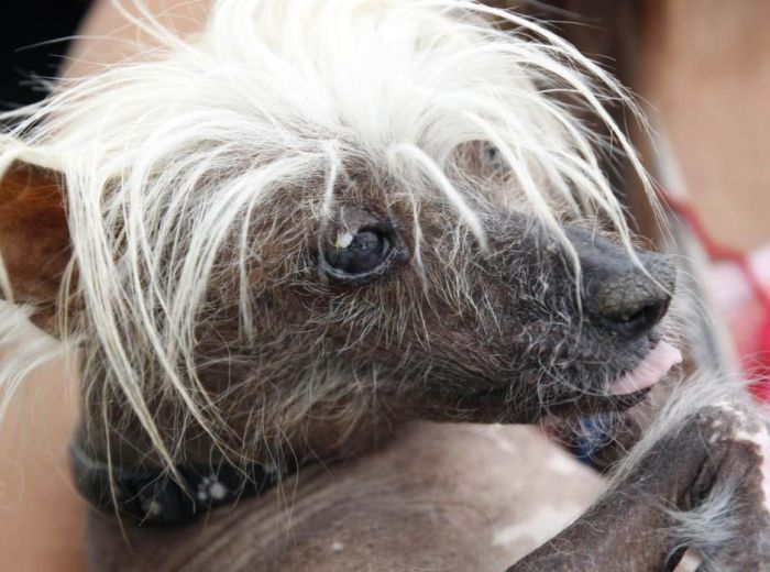 World's Ugliest Dog Contest 2012, Petaluma, California, United States