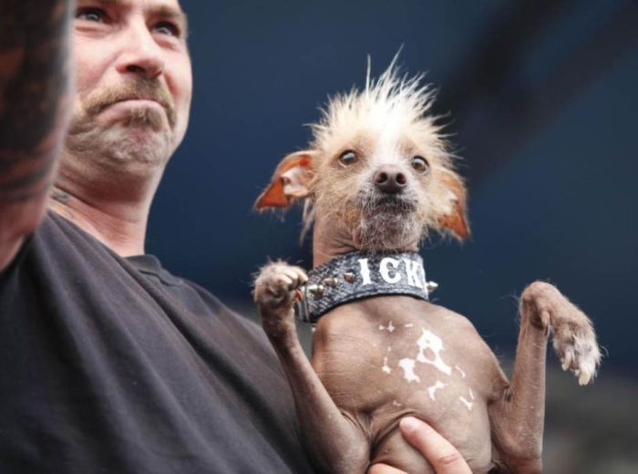 World's Ugliest Dog Contest 2012, Petaluma, California, United States