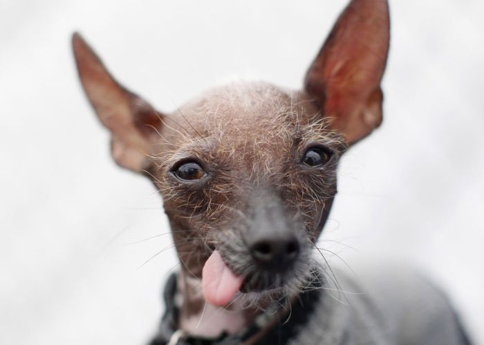 World's Ugliest Dog Contest 2012, Petaluma, California, United States