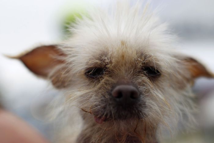 World's Ugliest Dog Contest 2012, Petaluma, California, United States