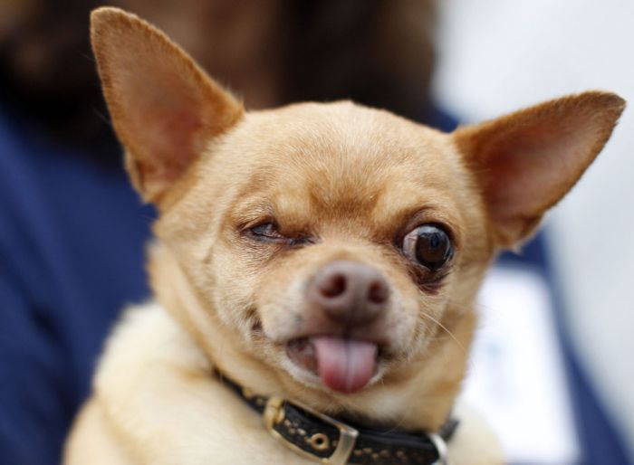 World's Ugliest Dog Contest 2012, Petaluma, California, United States