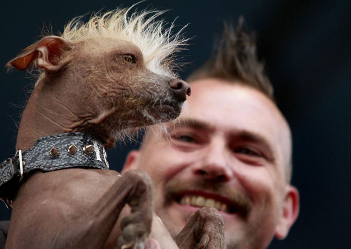 World's Ugliest Dog Contest 2012, Petaluma, California, United States