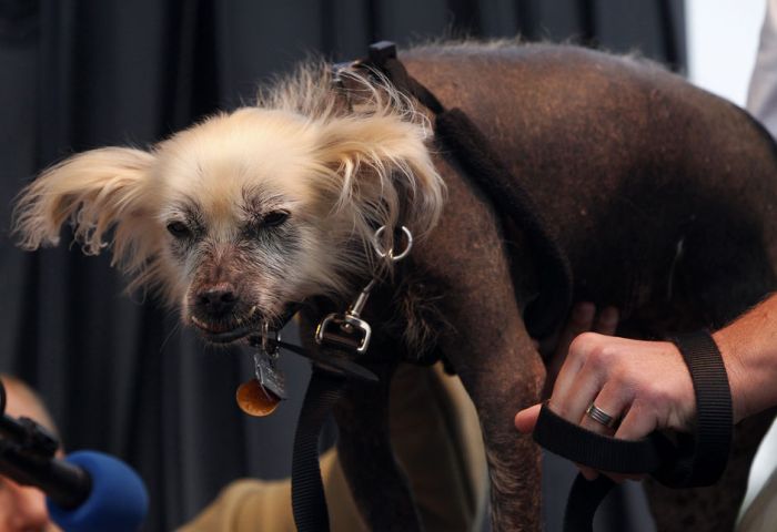 World's Ugliest Dog Contest 2012, Petaluma, California, United States