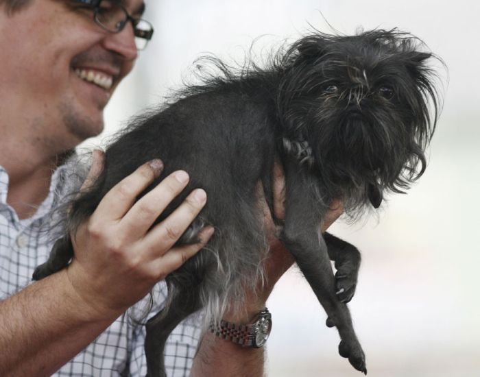 World's Ugliest Dog Contest 2012, Petaluma, California, United States