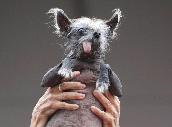 World's Ugliest Dog Contest 2012, Petaluma, California, United States