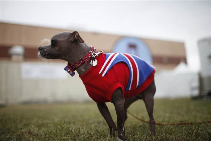 World's Ugliest Dog Contest 2012, Petaluma, California, United States