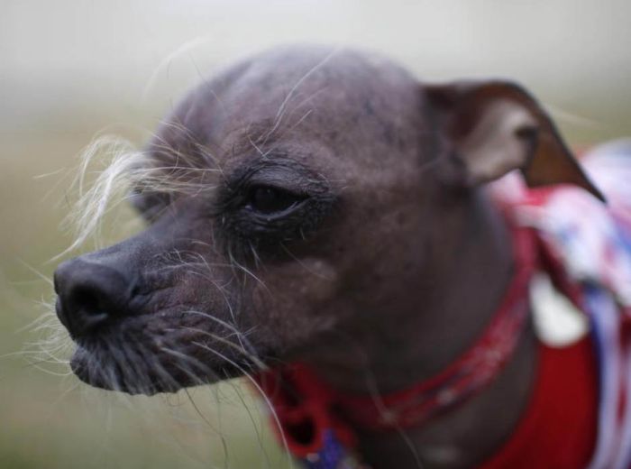 World's Ugliest Dog Contest 2012, Petaluma, California, United States