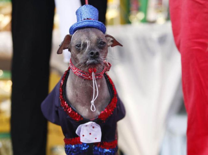 World's Ugliest Dog Contest 2012, Petaluma, California, United States