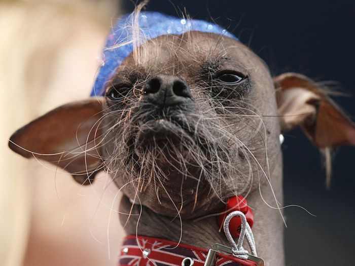 World's Ugliest Dog Contest 2012, Petaluma, California, United States