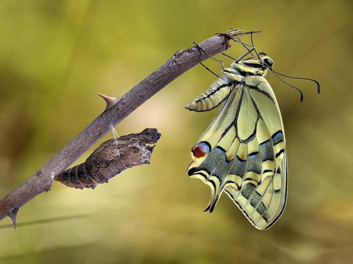 butterfly macro photography