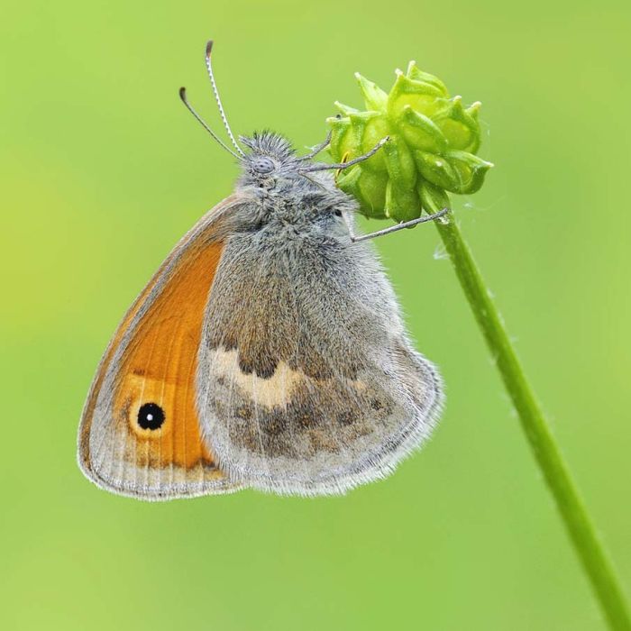 butterfly macro photography