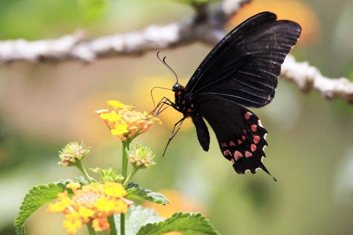 butterfly macro photography