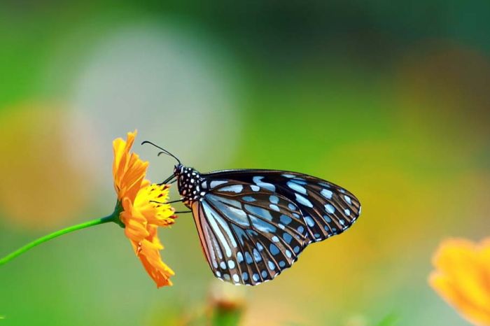 butterfly macro photography