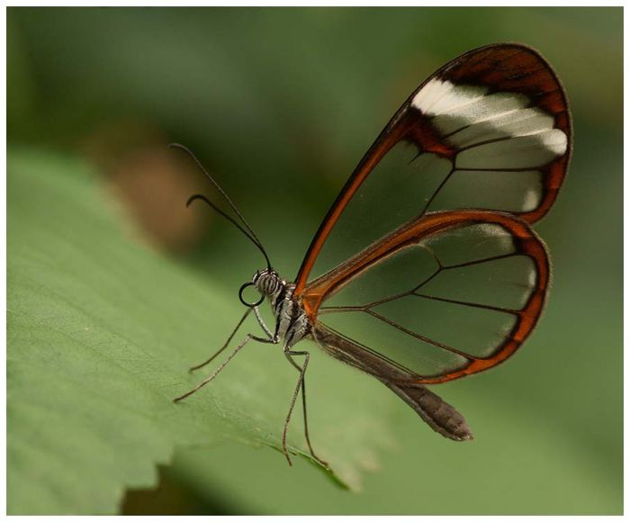 butterfly macro photography