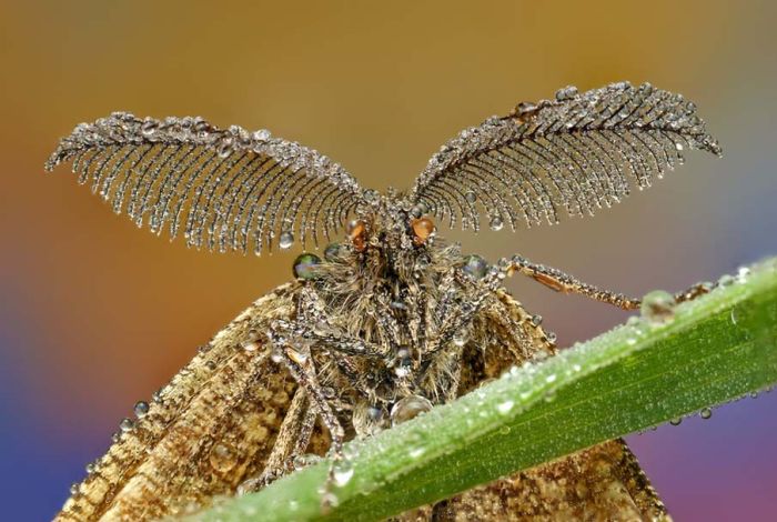 butterfly macro photography