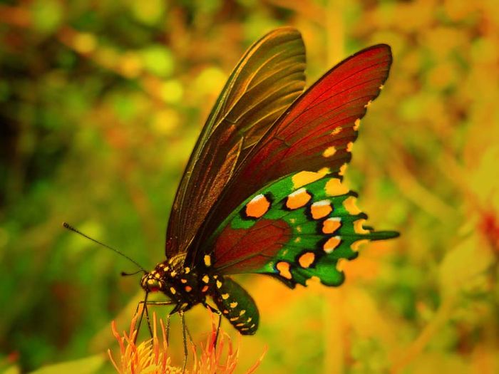 butterfly macro photography