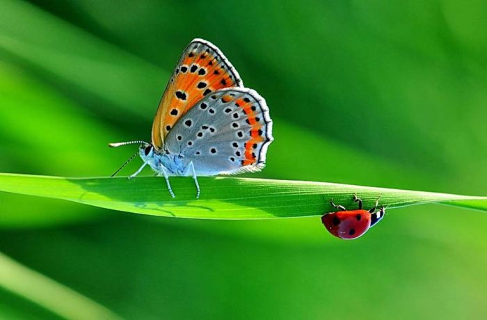 butterfly macro photography